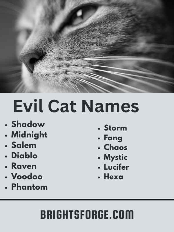Evil Cat Names