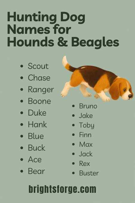 Hunting Dog Names for Hounds & Beagles